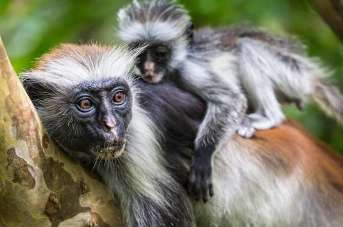 a baby monkey sitting on the side of a tree at Alma Boutique Hotel in Jambiani