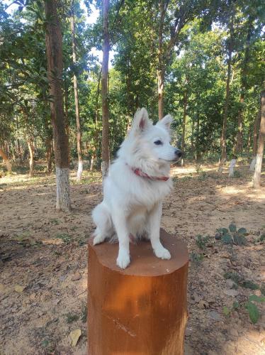 a white dog sitting on top of a tree stump at Aparajita Home Stay in Hesālong