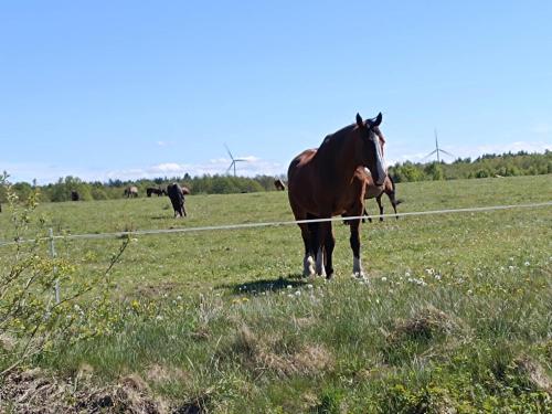 a brown horse standing in a field of grass at JESZCZE BARDZIEJ DZIKI SAD in Słajszewo