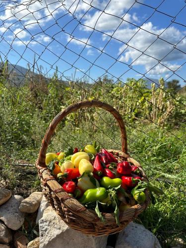 a basket of vegetables sitting on top of a fence at Kantina & Ferma Dukat in Vlorë