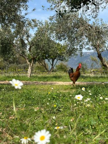 a chicken standing in a field of grass with flowers at Kantina & Ferma Dukat in Vlorë