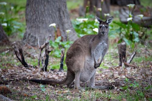 a kangaroo standing in the grass next to a tree at Daydreamer I Private Properties in Quindalup
