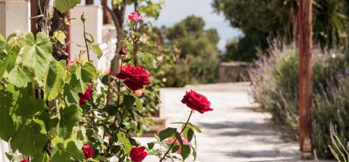 a group of red roses on a bush next to a sidewalk at Mikro Nisi Studios & Apartments in Agios Nikolaos