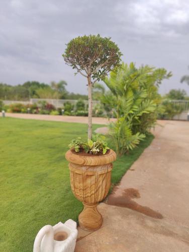 a small tree in a pot on a sidewalk at Riniya in Venkatāpur