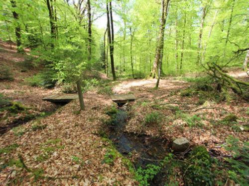 two benches in the middle of a forest at House in Vosges near Lichtenberg Castle in Reipertswiller