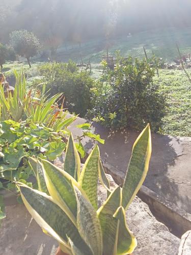 Taman di luar Df Alojamentos e Suites