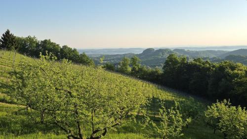 a view of a hill with a tree on it at Landhaus zum Caphenstain in Gutendorf
