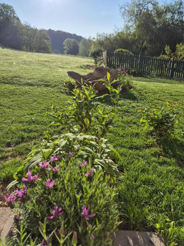a garden with pink flowers in the grass at Landhaus zum Caphenstain in Gutendorf