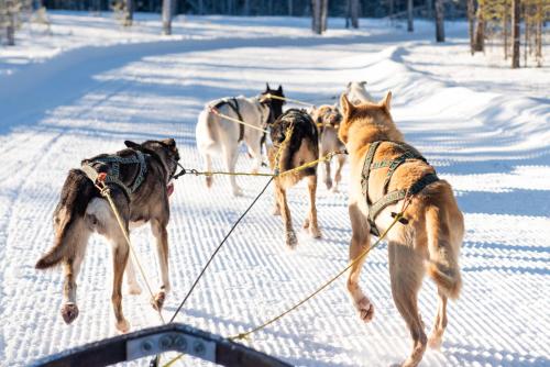 a group of dogs on a leash in the snow at Stöten Mitt Lägenheter in Sälen