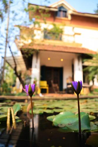 two purple flowers in a pond in front of a house at Vườn Tùng RiverSide retreat & Villa - KDT ECOPARK in Kim Quan