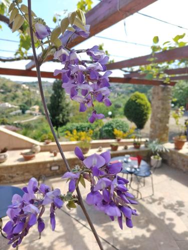 a bunch of purple flowers in front of a patio at Panorama Suite in Piazza Armerina