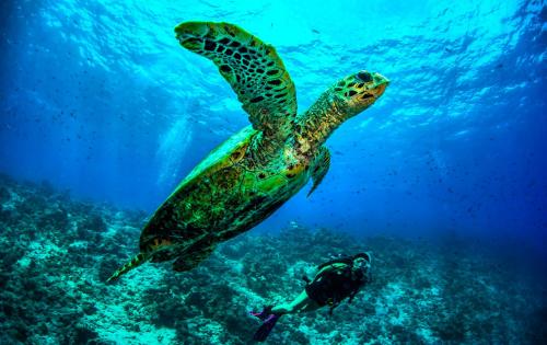 a green sea turtle and a diver in the water at Dusit Thani Maldives - 50 percent discount on transfers for stays until 20 Dec 2025 in Baa Atoll