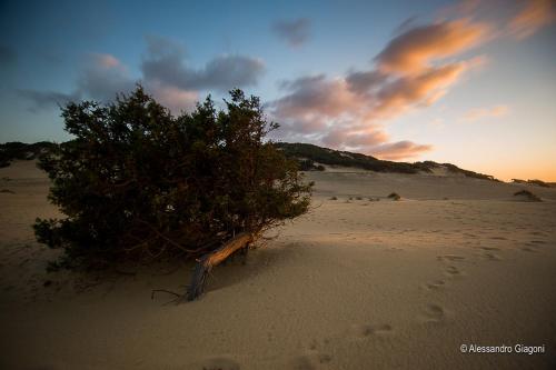 a tree on a beach with footprints in the sand at Residenze L'Isola Surf House in Porto Pollo