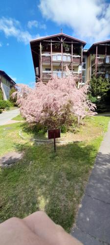 a bush sitting in the grass in front of a building at Apartament Smart parking free AC Progres in Toruń
