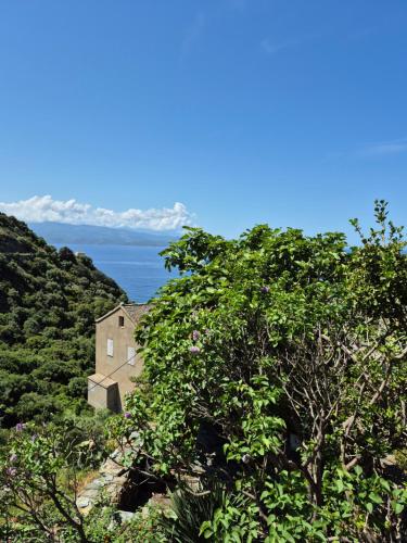 a house on the side of a hill with trees at Nonza vue sur mer in Nonza