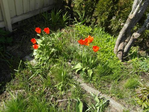 Taman di luar Sun & Steam Home in Hanko