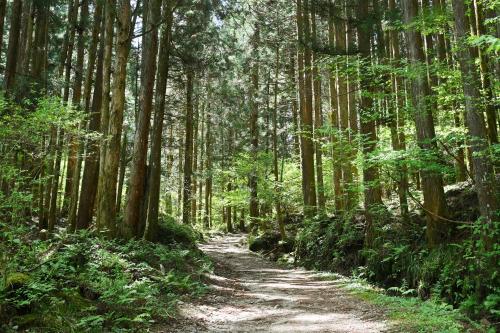a dirt trail in a forest with trees at 峠のお宿 巧の実家 Magome Guest House, Along the Nakasendo Trail in Nakatsugawa