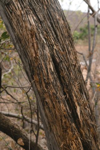 Imagen de la galería de Buccara Waterberg - Molapo, en Lephalale