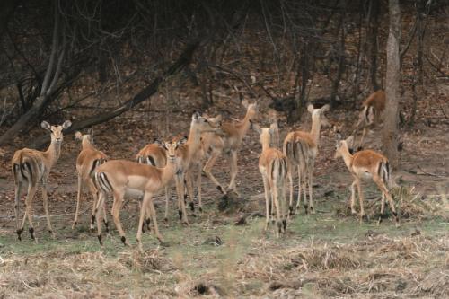 Animales en la casa o chalet o alrededores