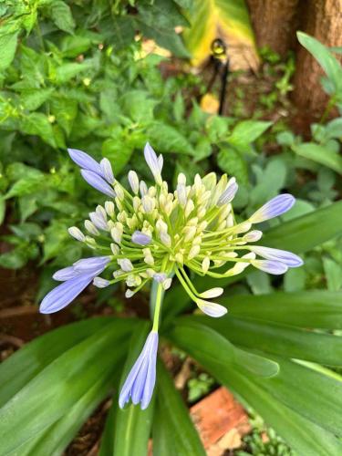 a purple and yellow flower with green leaves at Kim Đồng Riverside in Trại Lê Lai