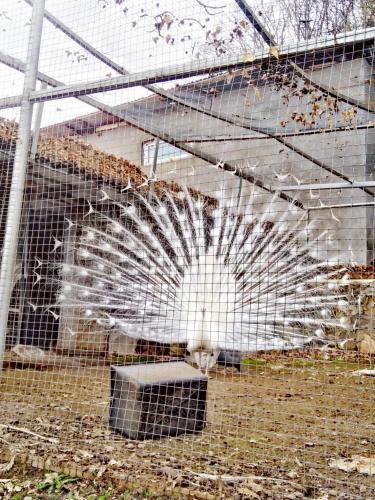 a large white peacock behind a wire cage at Ani Resort in Artavaz