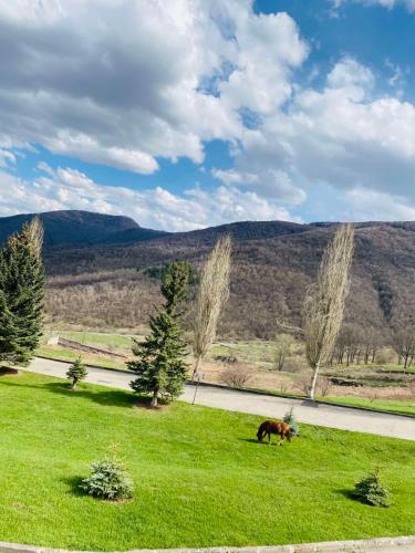 a dog walking in a field of green grass at Ani Resort in Artavaz