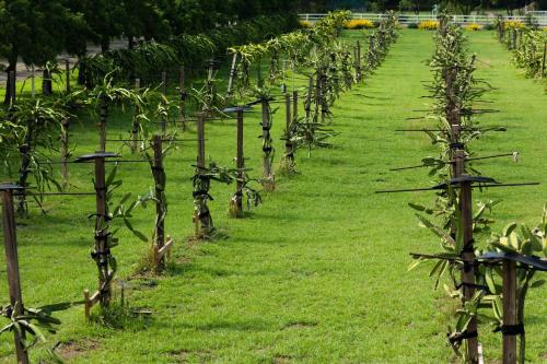 a row of trees in a field of grass at Pitahaya Retreat - Cozy Glamping Escape in Cabo Rojo