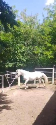 Animales en la casa vacacional o alrededores