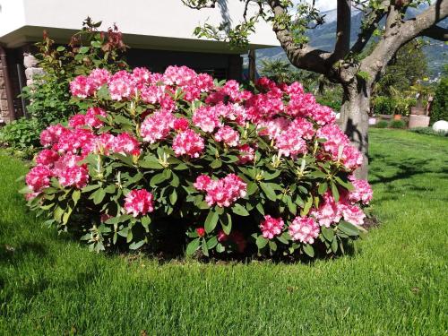 a bush of pink flowers in front of a tree at B&B - Apartments Sunnwies in Marlengo