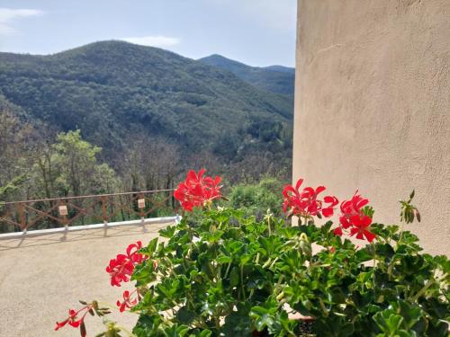 a bush with red flowers next to a building at IL MORO sulla via del Ponte in Sellano
