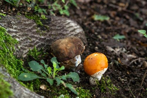 a couple of mushrooms sitting on the ground at IL MORO sulla via del Ponte in Sellano