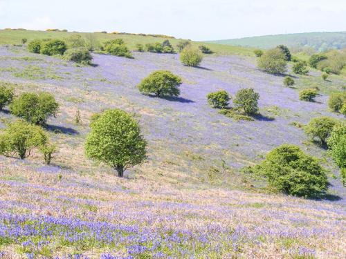 a field filled with purple flowers and trees at Milston in Ventnor