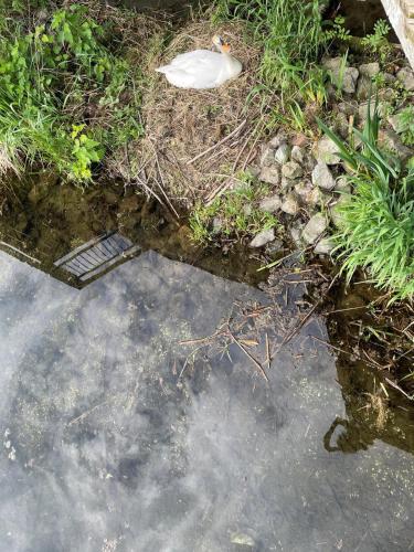 a body of water with grass and weeds andgrass at Luxe watervilla met eigen aanlegsteiger geschikt voor maximaal 6 personen in recreatiegebied de Gouden Ham in Maasbommel in Maasbommel