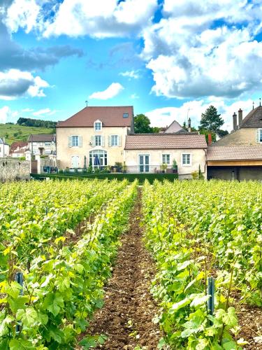 a field of lettuce in front of a house at Hotel Particulier Les Rêveries du CLOS derrière St Jean Vignes &Spa Adult Only in Pommard