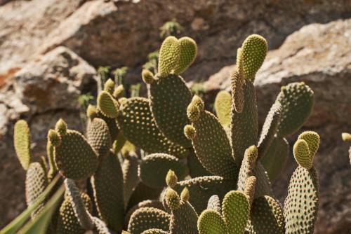 a group of cactuses growing next to a rock at Paradise View Hotel in Paradise Beach