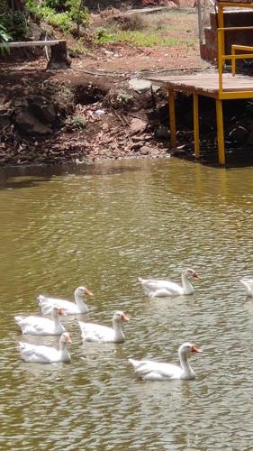 a group of white geese swimming in the water at Paradise Farm Alibaug in Kashid