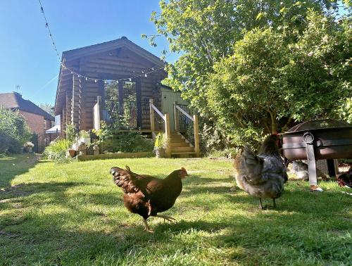 two chickens walking in the grass in front of a house at CABIN in hosts huge garden CHILD FRIENDLY with Hens Kittens firepit Marshmallows in Charing