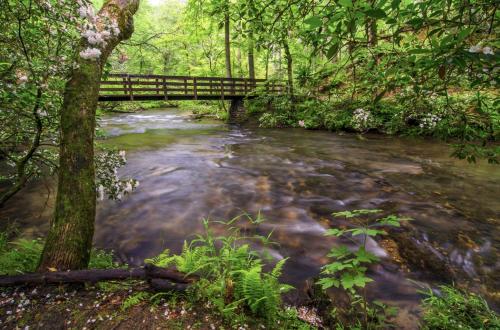 a bridge over a stream in a forest at Honey Bear Slopes by Avada Properties in Gatlinburg