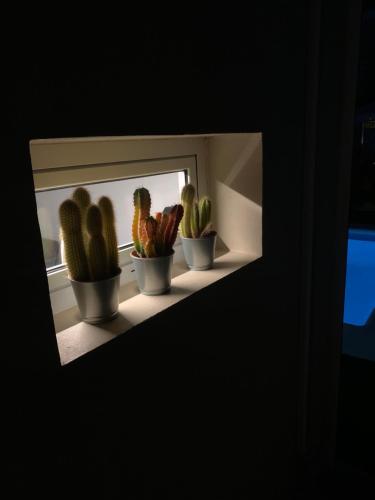 a shelf with five cactuses sitting on a window at Mar&Mar, apartamento con solárium y piscina in Gran Tarajal