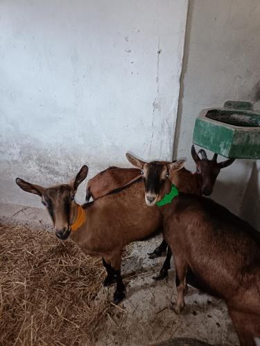 a group of goats standing next to a wall at LES GRANGES D'ANTAN - La FORGE - in Chalonnes-sous-le-Lude