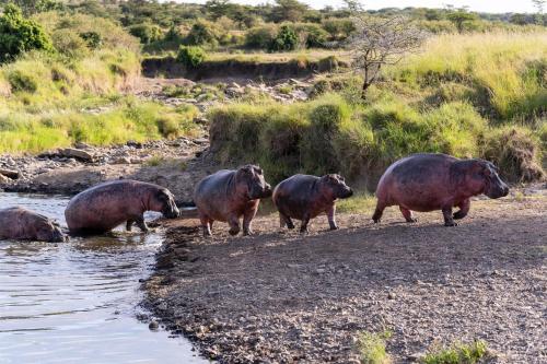 a group of hippos walking in the water at Olare Mara Kempinski in Talek