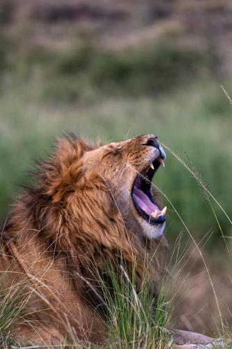 a lion with its mouth open in a field at Olare Mara Kempinski in Talek