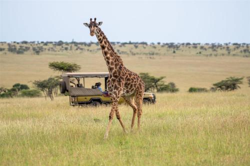 a giraffe walking in front of a vehicle in a field at Olare Mara Kempinski in Talek