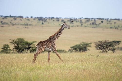 a giraffe walking in a field of tall grass at Olare Mara Kempinski in Talek