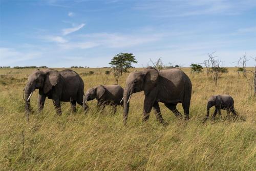 a herd of elephants walking in a field at Olare Mara Kempinski in Talek