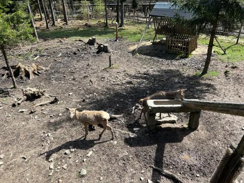 a goat and a cat walking in a dirt field at Ferienwohnung im Fichtelgebirge - nahe der Skipiste mit Balkon & Free Parking in Mehlmeisel