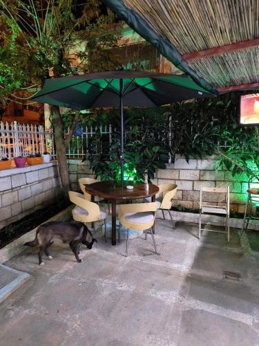 a dog standing next to a table with an umbrella at War Bunker Hostel in Sarandë