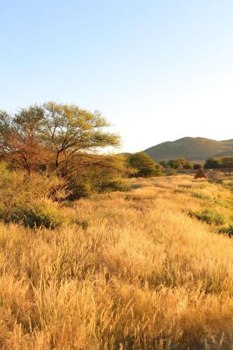 a field of tall grass with a tree in the distance at Orpheus Inn Camping in Kaneb Pos