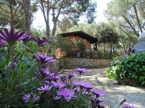 a garden with purple flowers and a stone wall at Camping Lacona Pineta in Capoliveri