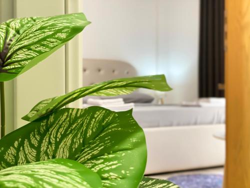 a green plant sitting on a table in a room at Northgate Apart-Villa in Shkodër